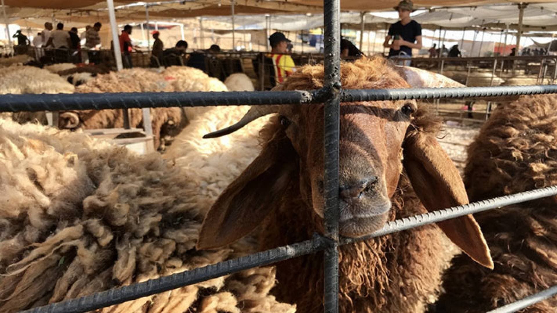أمانة عمان تحدد أماكن بيع وذبح الأضاحي