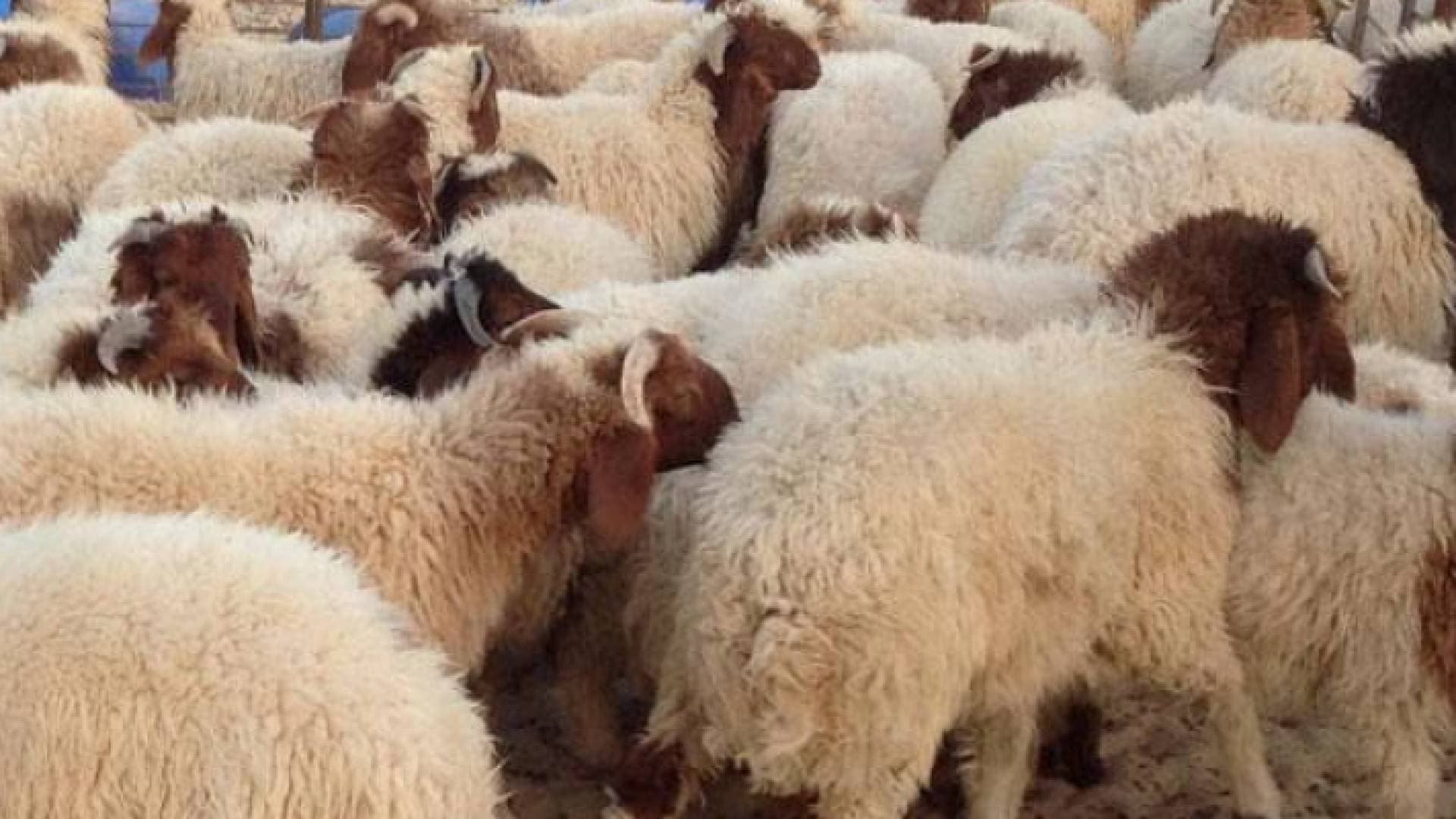 أسعار الأضاحي بين ارتفاع الكلف وقدرة المواطن على شرائها - فيديو