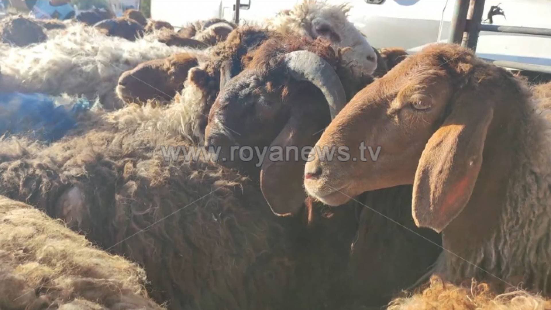 حماية المستهلك تطالب بتشديد الرقابة على أماكن بيع الأضاحي