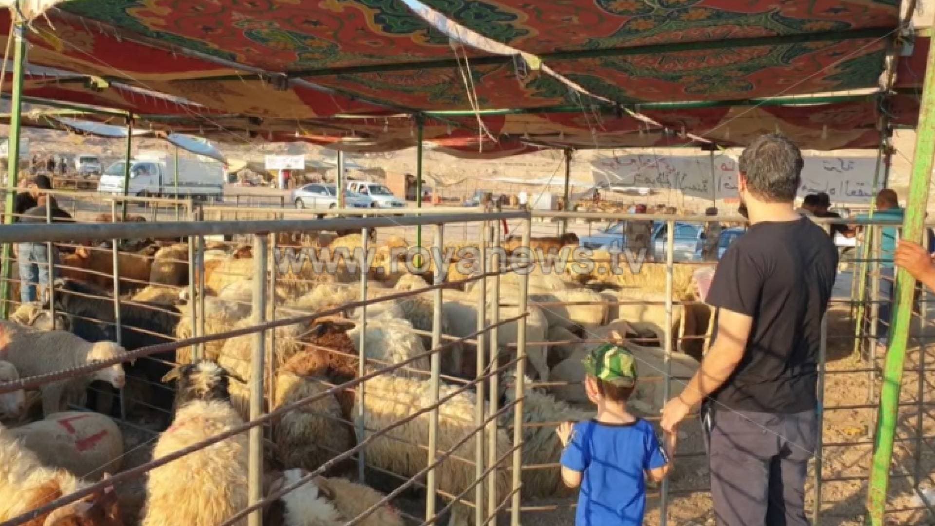 "مربي المواشي" تدعو الأردنيين إلى التأني وعدم التسرع بشراء الأضاحي