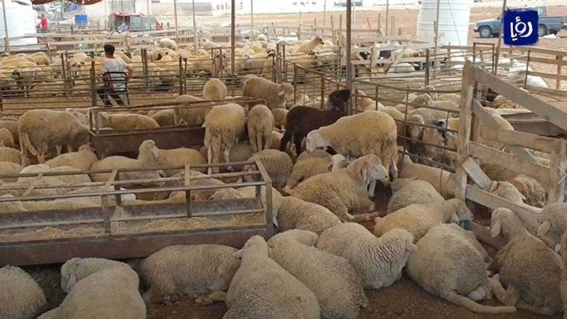 ازدحامات ولا بنية تحتية.. شكاوى من مواقع لبيع الأضاحي في إربد - فيديو