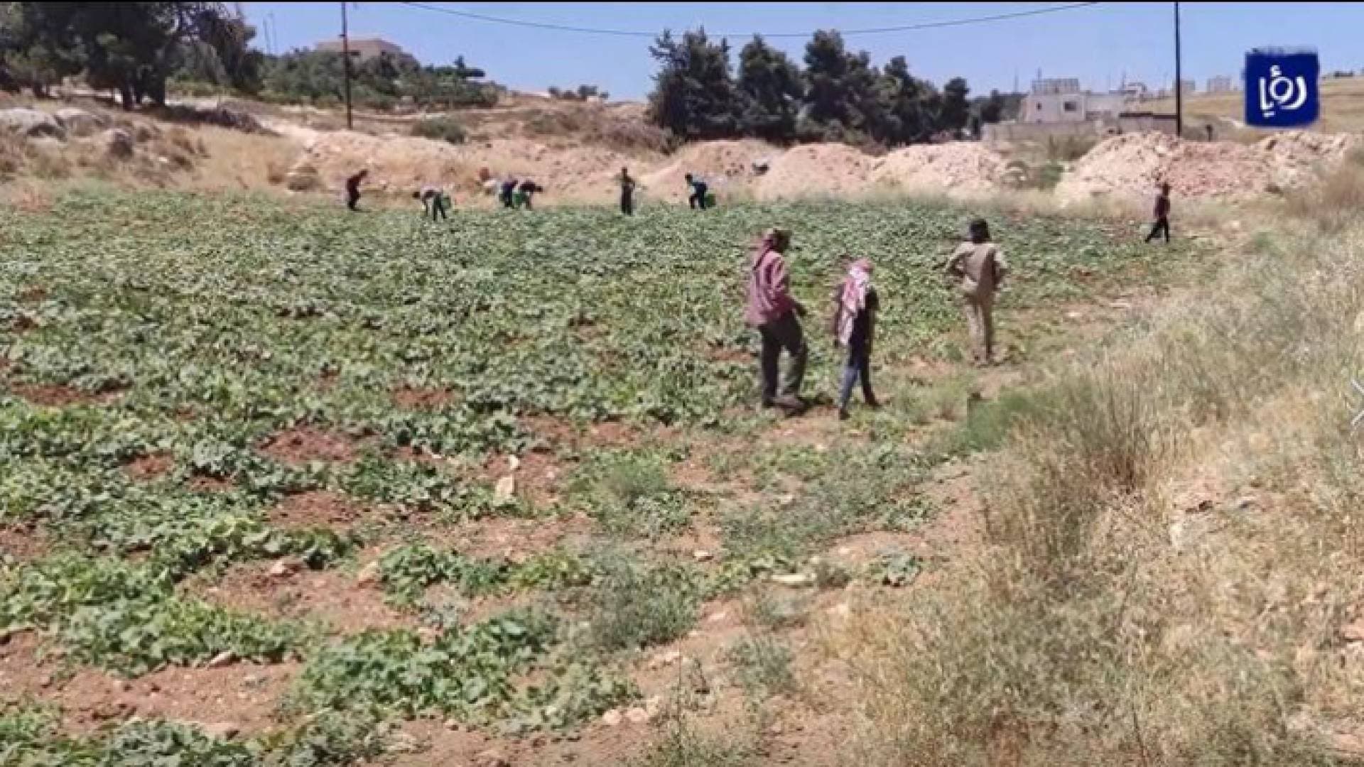 زراعة البعل.. طريقة تقليدية بلا أسمدة ومبيدات - فيديو