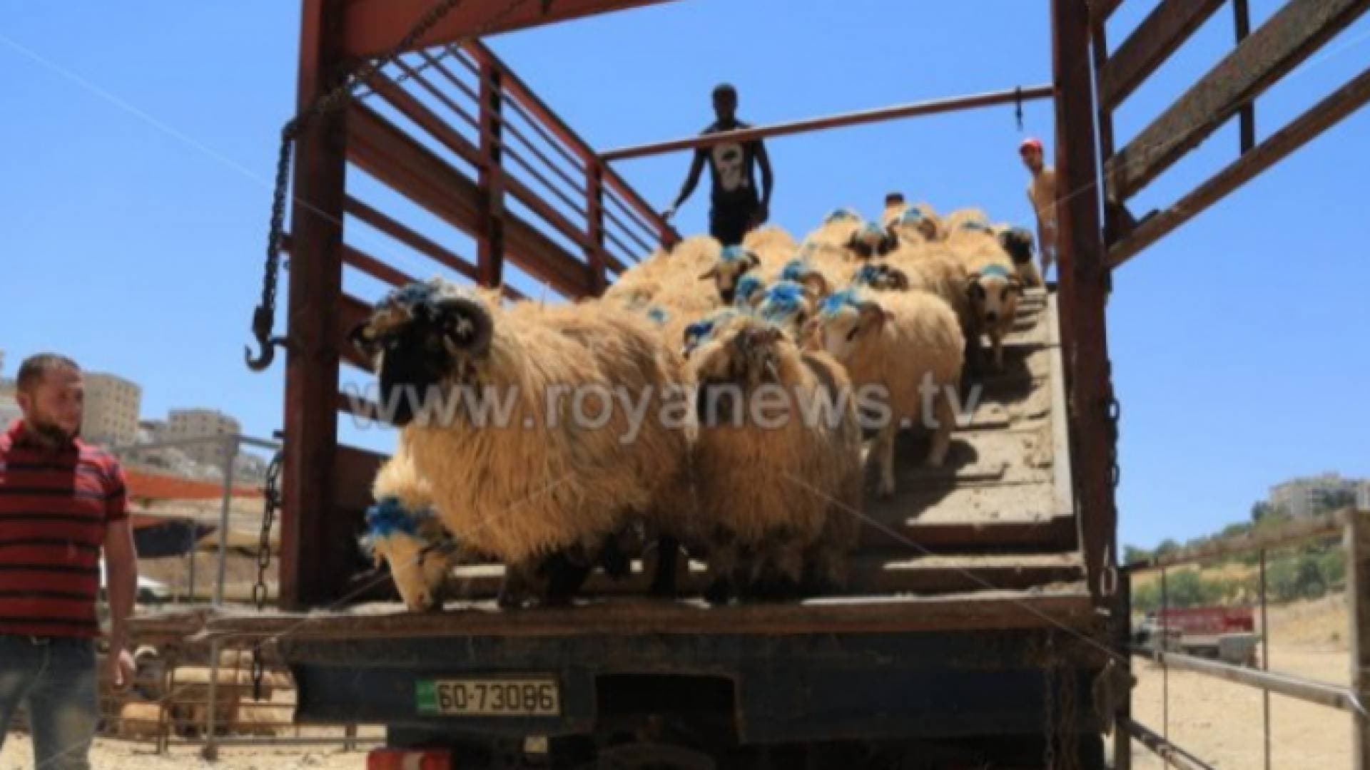 الشواربة يوجه بتطبيق الإجراءات الصحية في مواقع ذبح الأضاحي