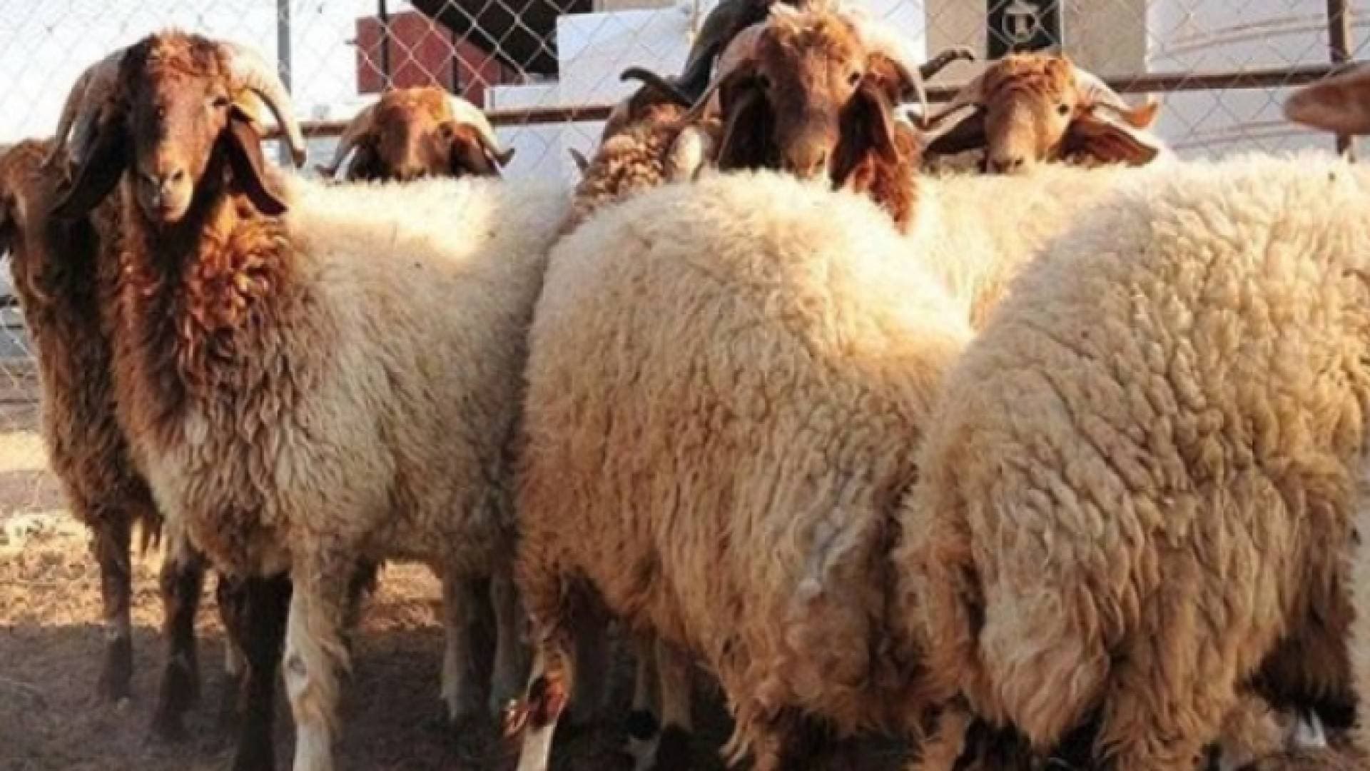 الحكومة تشدد الرقابة على الأسعار في عيد الأضحى