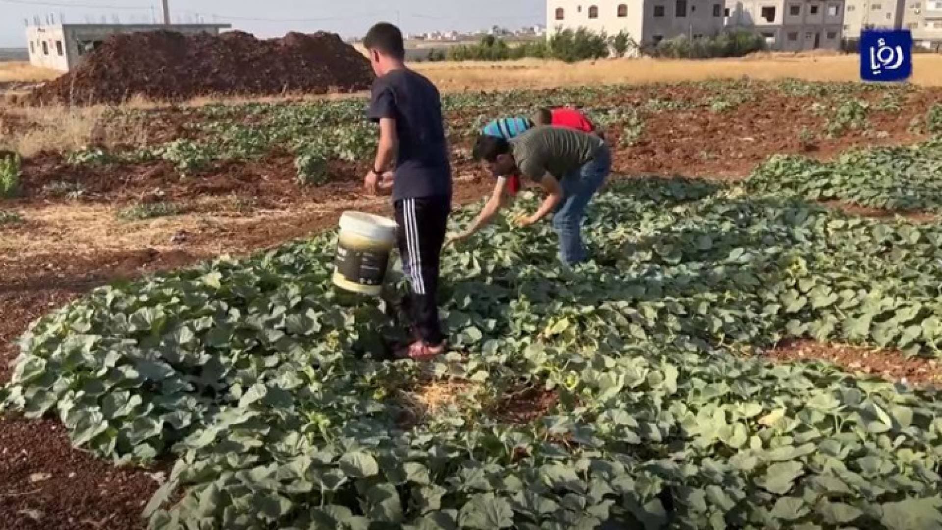 المزروعات الصيفية في إربد أمام تحدي قلة المياه وضعف الدعم الحكومي - فيديو