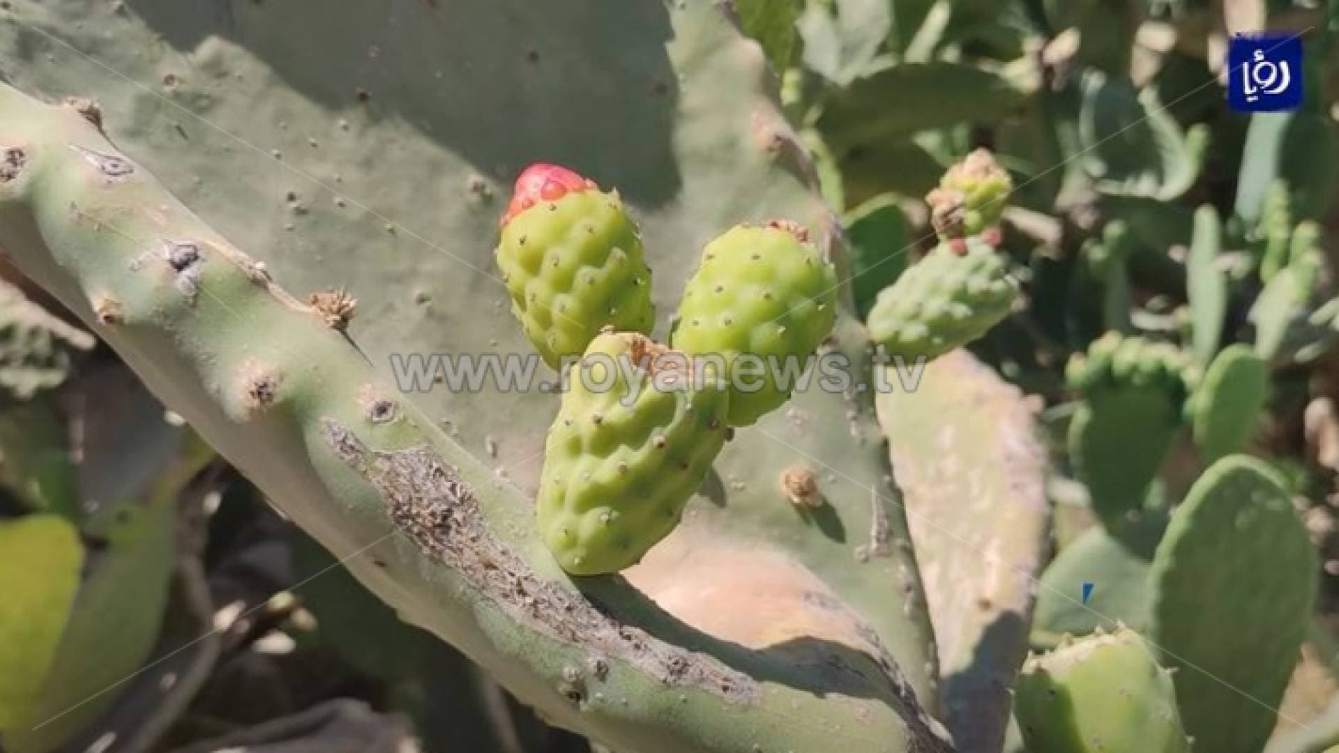مزارعون: تراجع إنتاج ثمار الصبر في مأدبا - فيديو