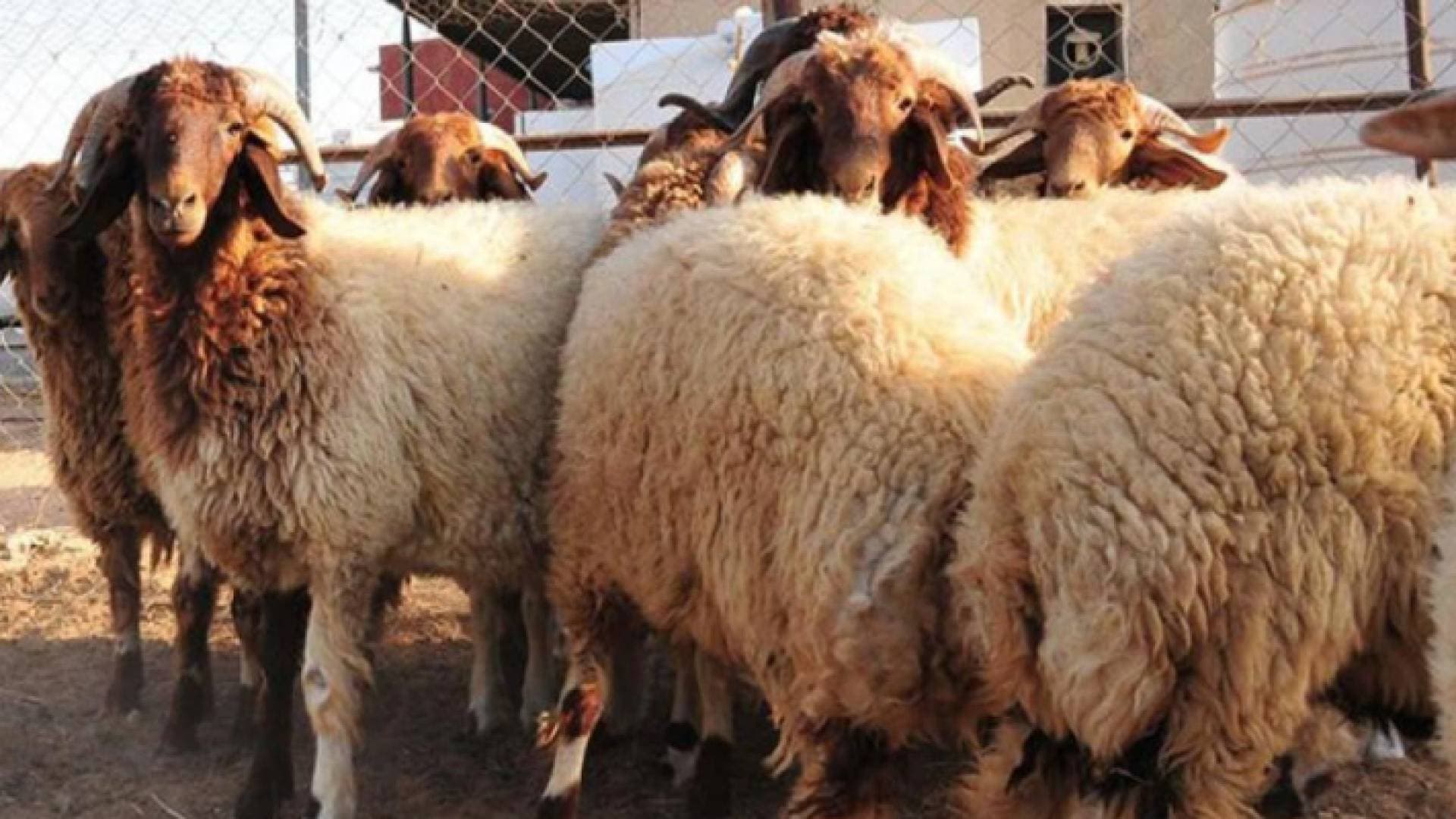 الحنيفات: نعول على وعي مربي الأغنام في حصر الحيازات الوهمية