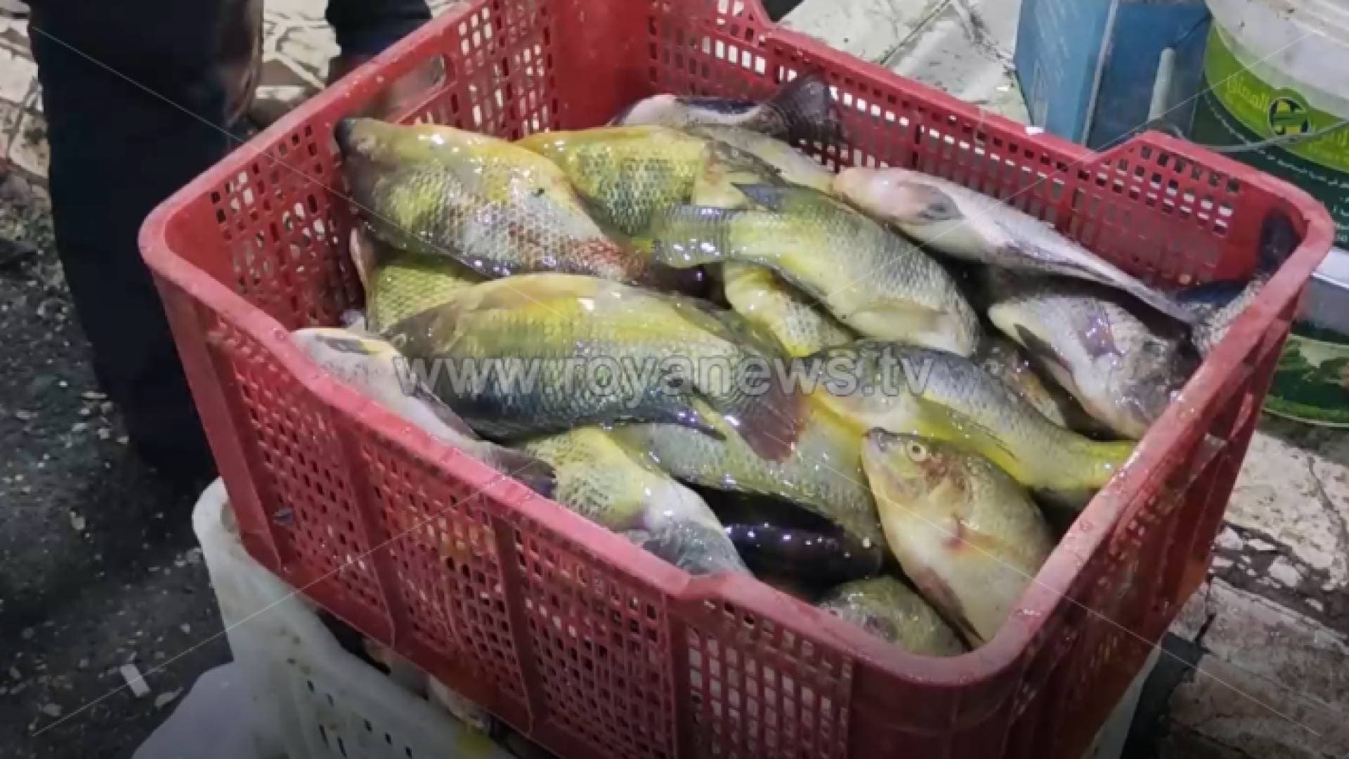 إتلاف كميات كبيرة من الأسماك في وسط البلد - فيديو