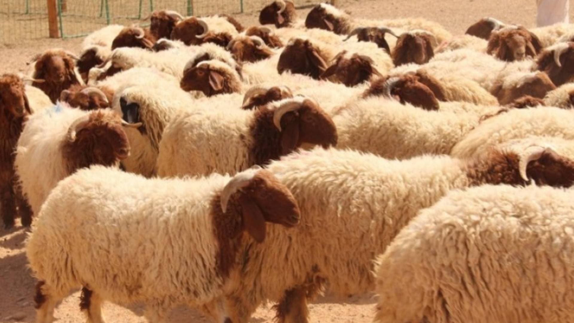 السعودية تقرر استئناف استيراد "الخراف" الأردنية