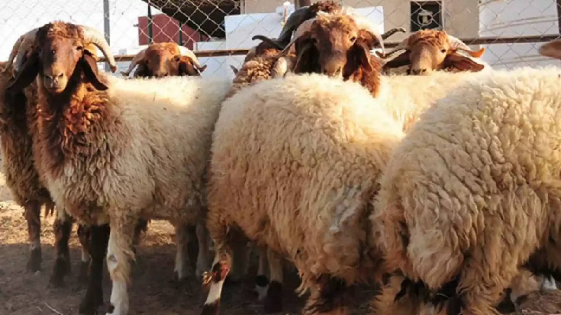 أبو نقطة يوضح حول استئناف السعودية استيراد الأغنام من الأردن