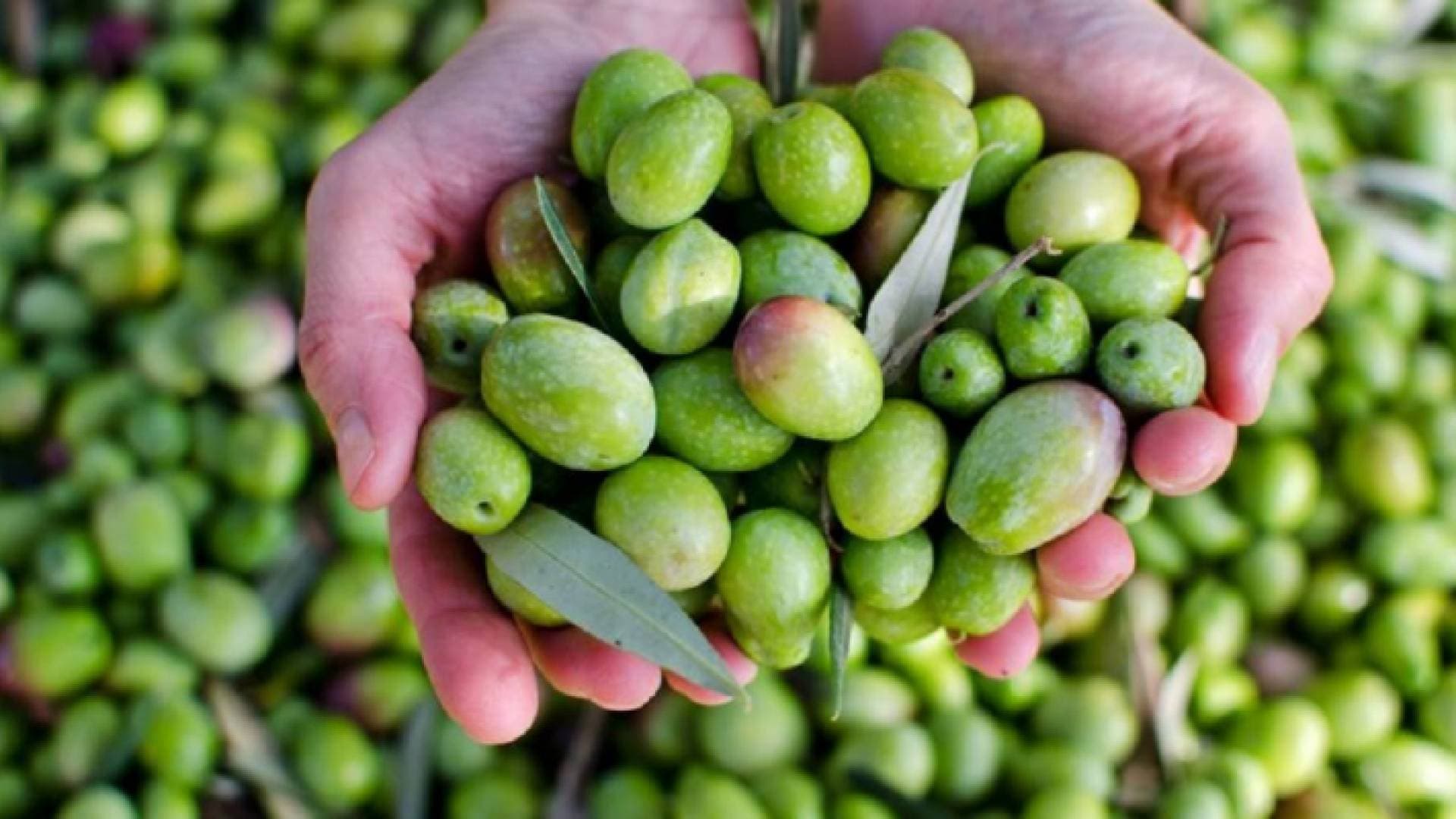 توقيع ١٧ اتفاقية لدعم صغار مزارعي الزيتون بالأردن