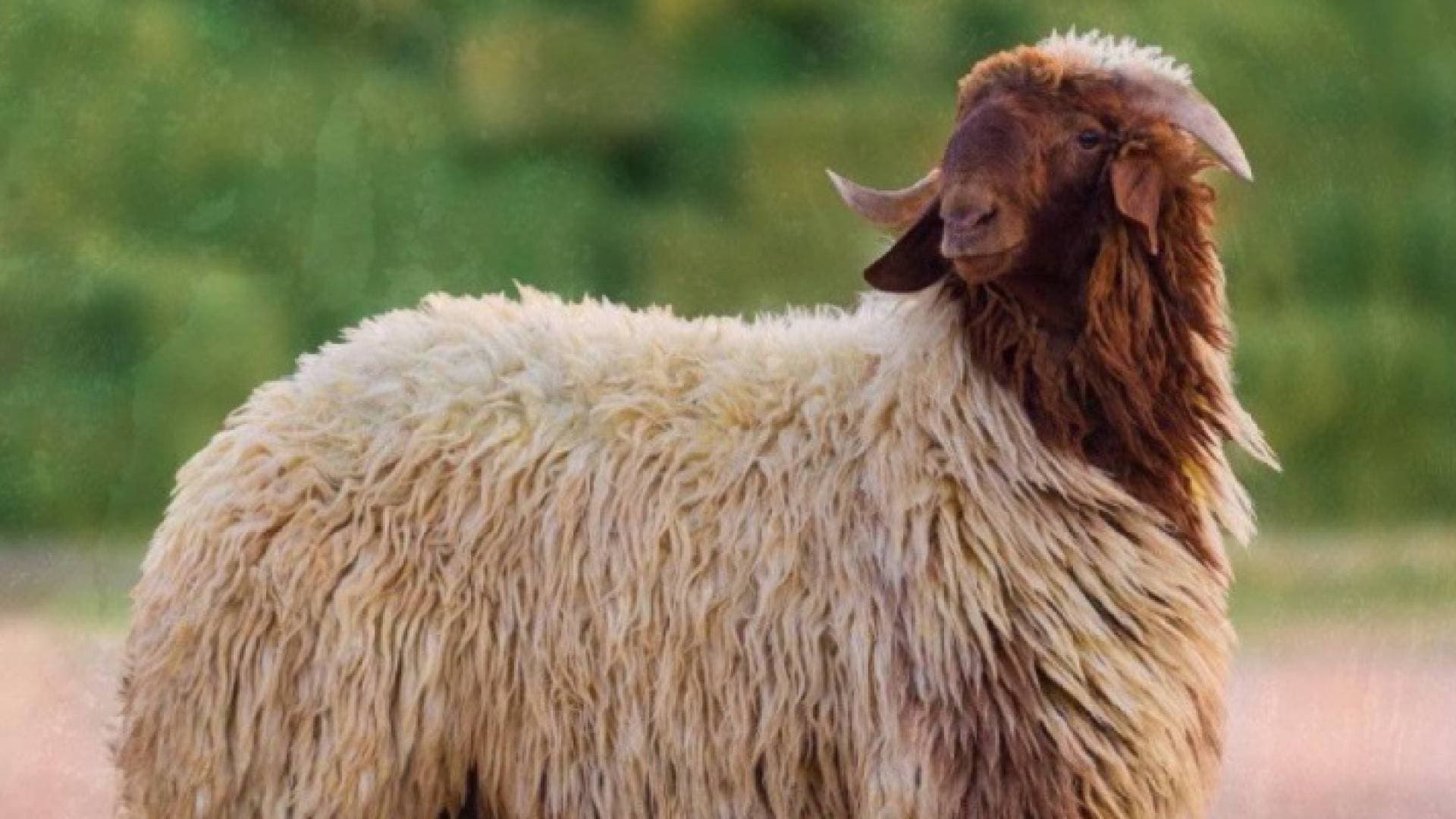 توقف منصة الاستيراد السعودية "للأغنام الأردنية".. والزراعة توضح