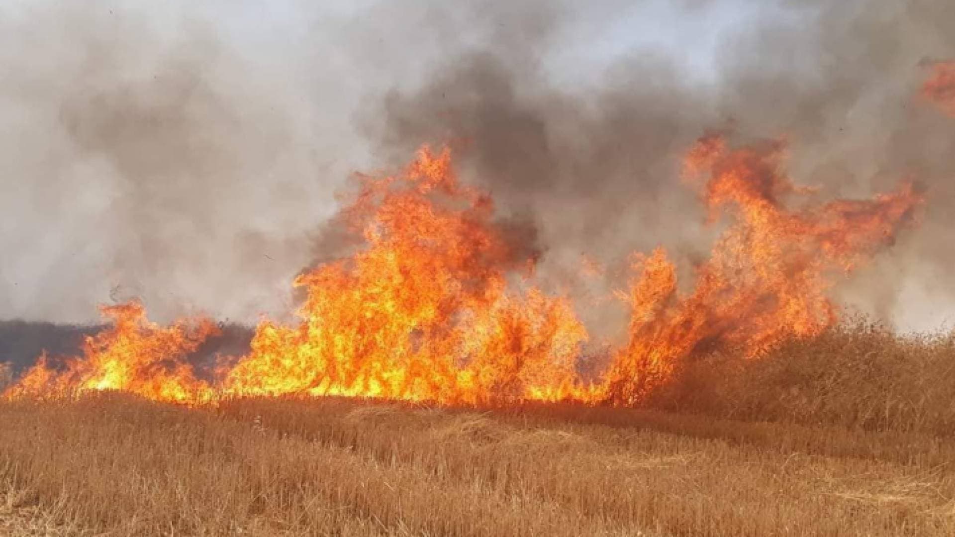 مراسل "رؤيا": ٤ حرائق تطال محاصيل زراعية في إربد بيوم واحد