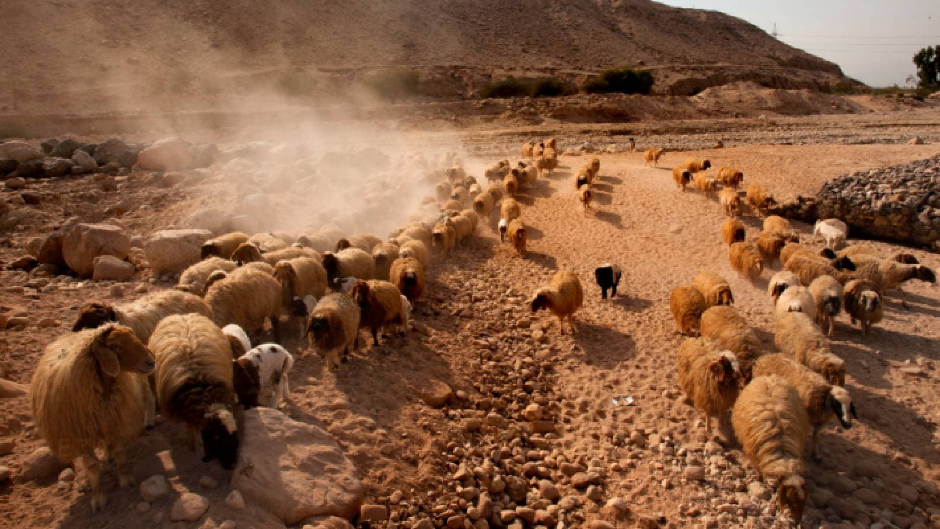 الطراونة لـ"رؤيا": الأردن صدر حتى الآن ٣٣٠ الف رأس من الأغنام - فيديو
