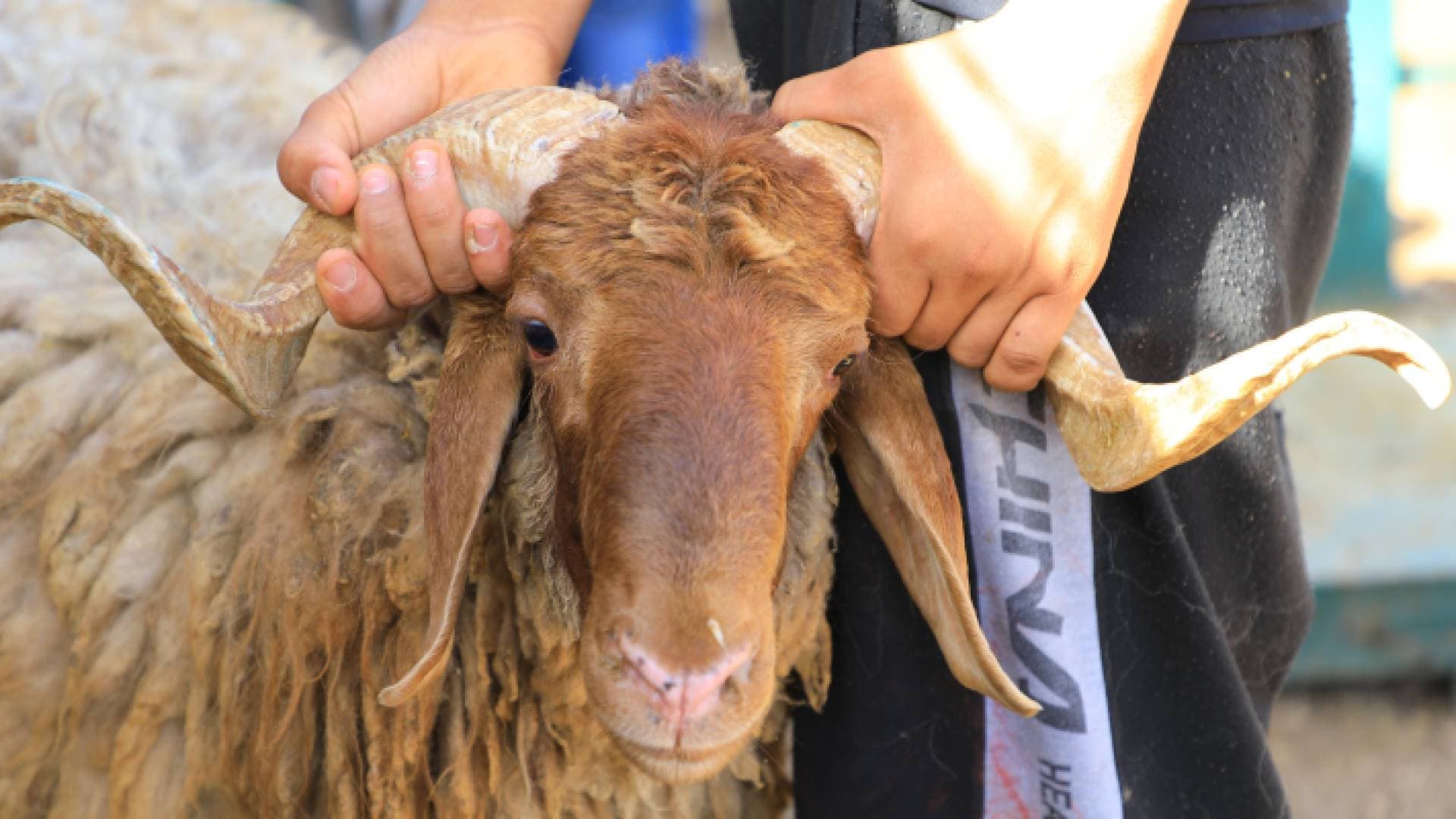 الأردنيون يقبلون على شراء الأضاحي - فيديو وصور