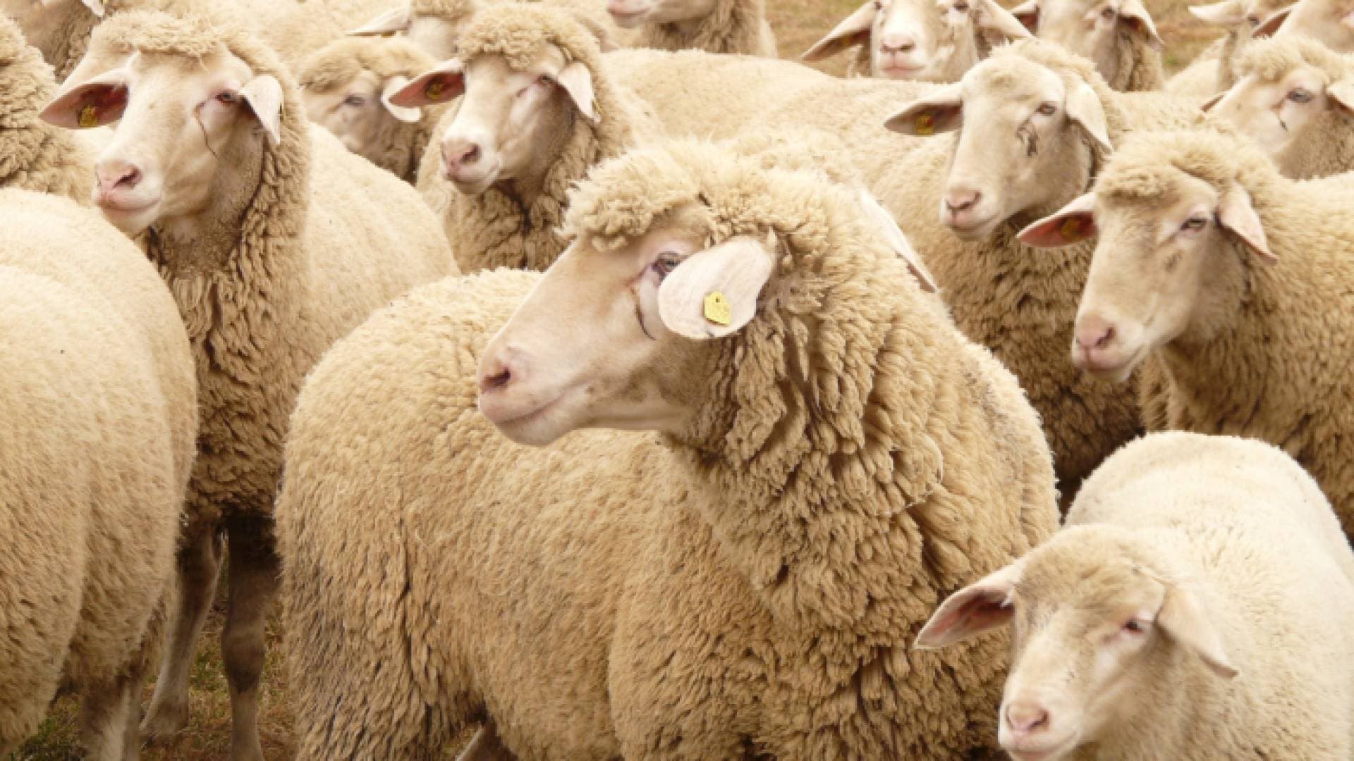 بالفيديو.. كيف تختار أضحية العيد بشكل سليم؟
