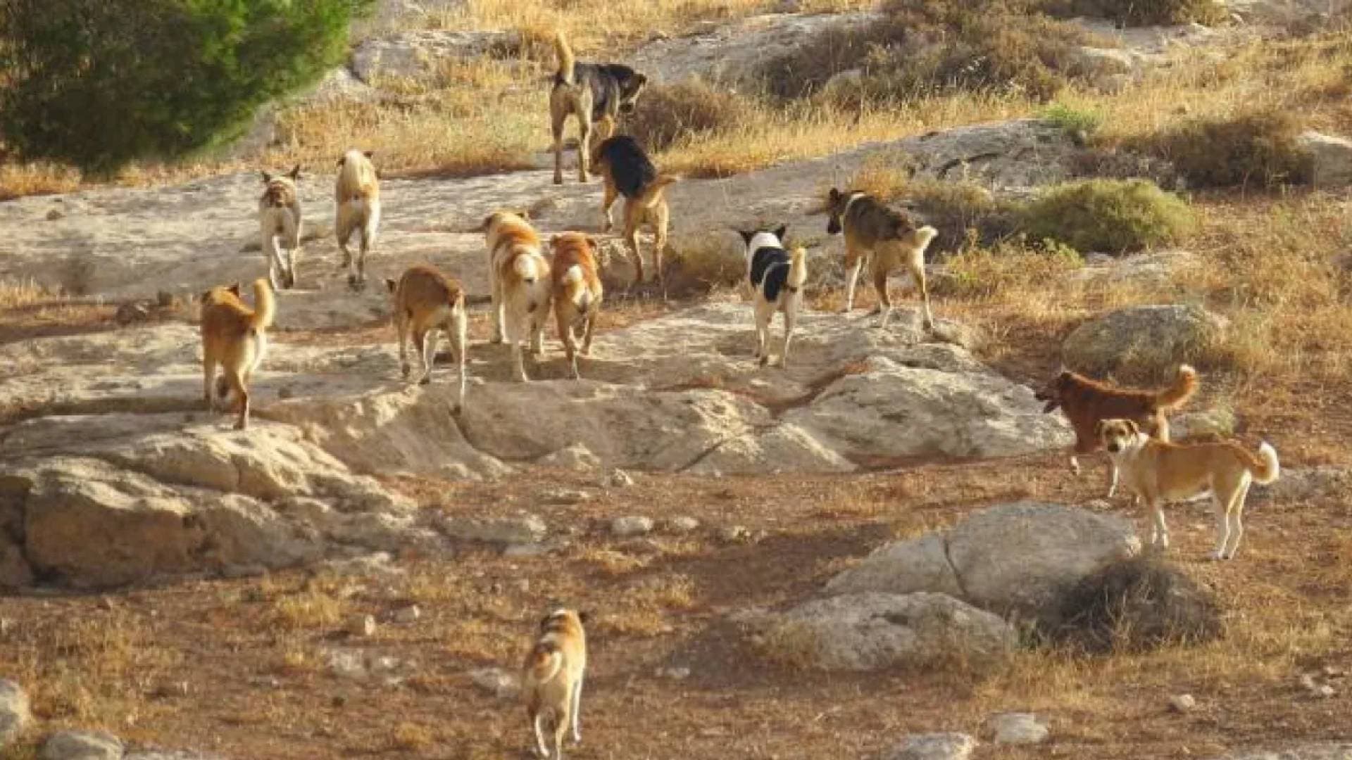 تزايد الجدل حول الكلاب الضالة في الأردن.. وخلافات بين البلديات وأمانة عمان حول آلية التعامل - فيديو