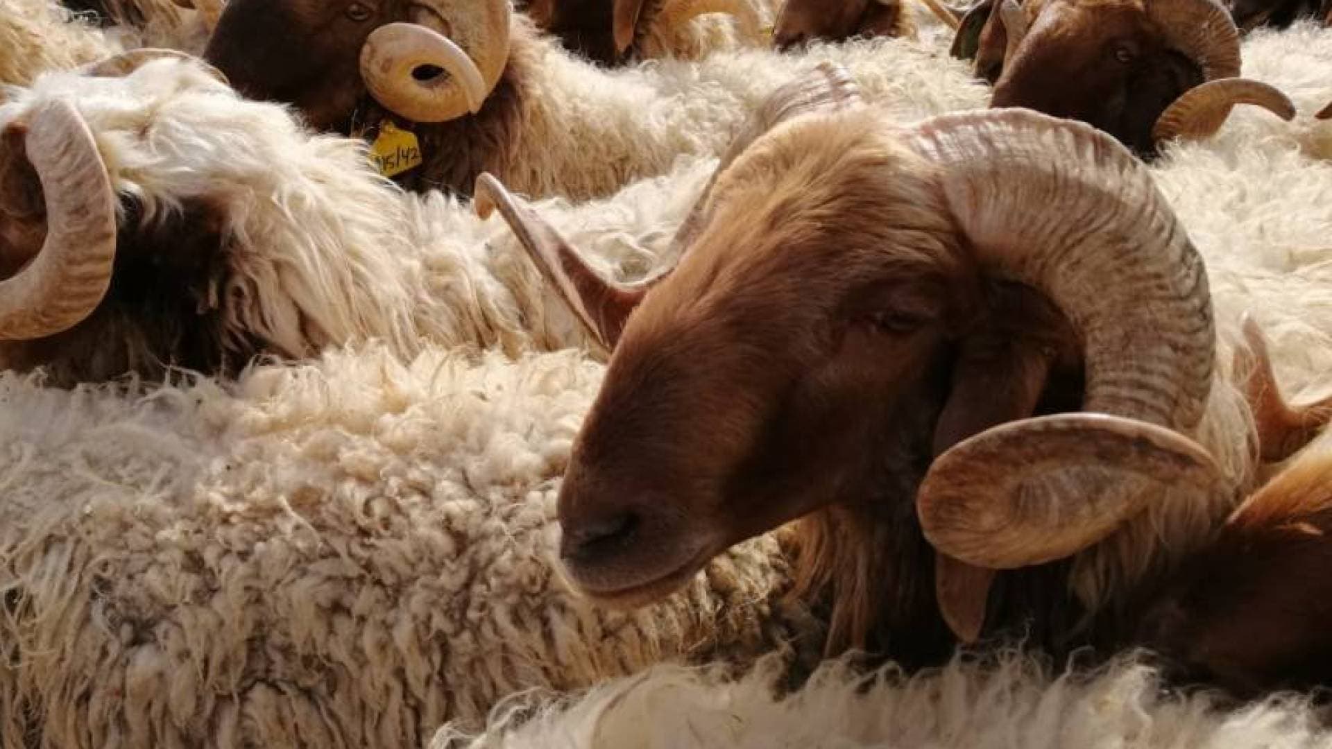 "أضاحي بأسعار خيالية".. تحذير من فخ الإعلانات المضللة