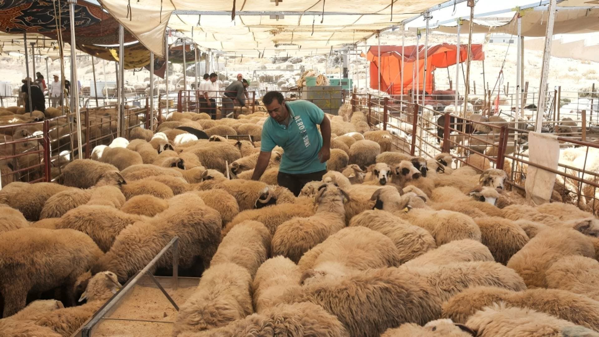 جمعية مربي المواشي لـ"رؤيا": أسعار الروماني قفزت.. وصار التوجه إلى الأضحية بالخروف البلدي لأنه الأطيب