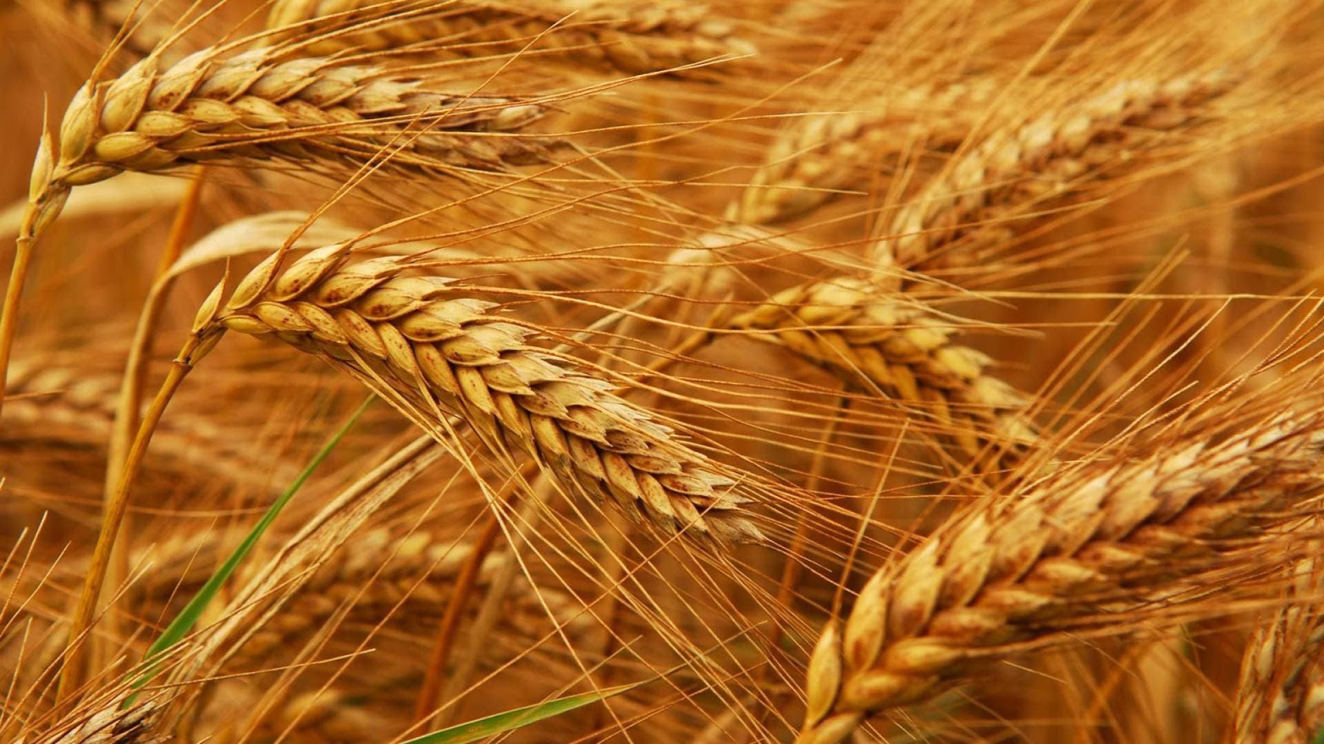 الأردن يعزز أمنه الغذائي رغم التوترات الإقليمية - تفاصيل