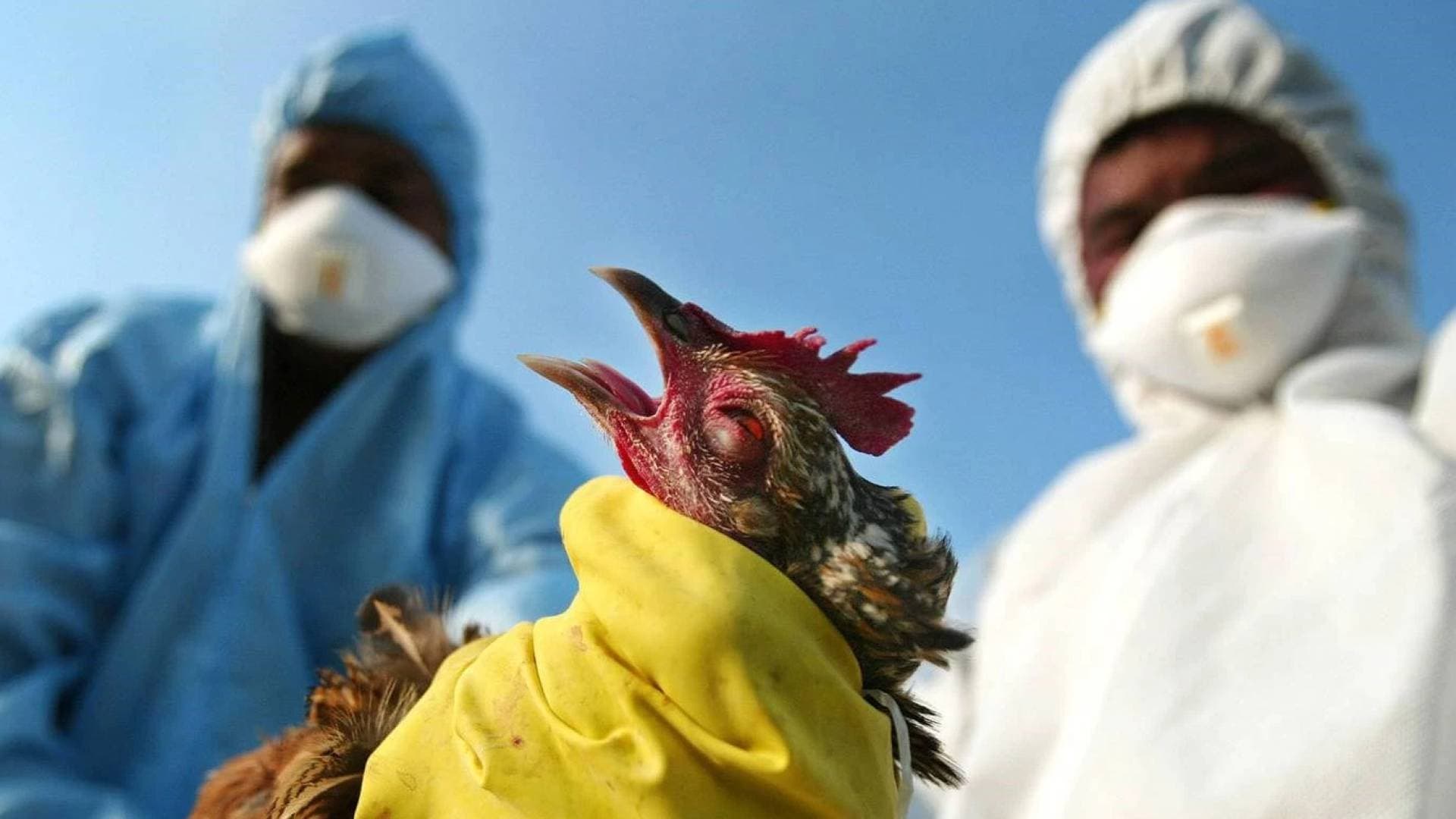 بعد تفشيها بالعراق.. فرنسا ترفع مستوى التحذير من إنفلونزا الطيور إلى "مرتفع" إثر تسجيل إصابات جديدة
