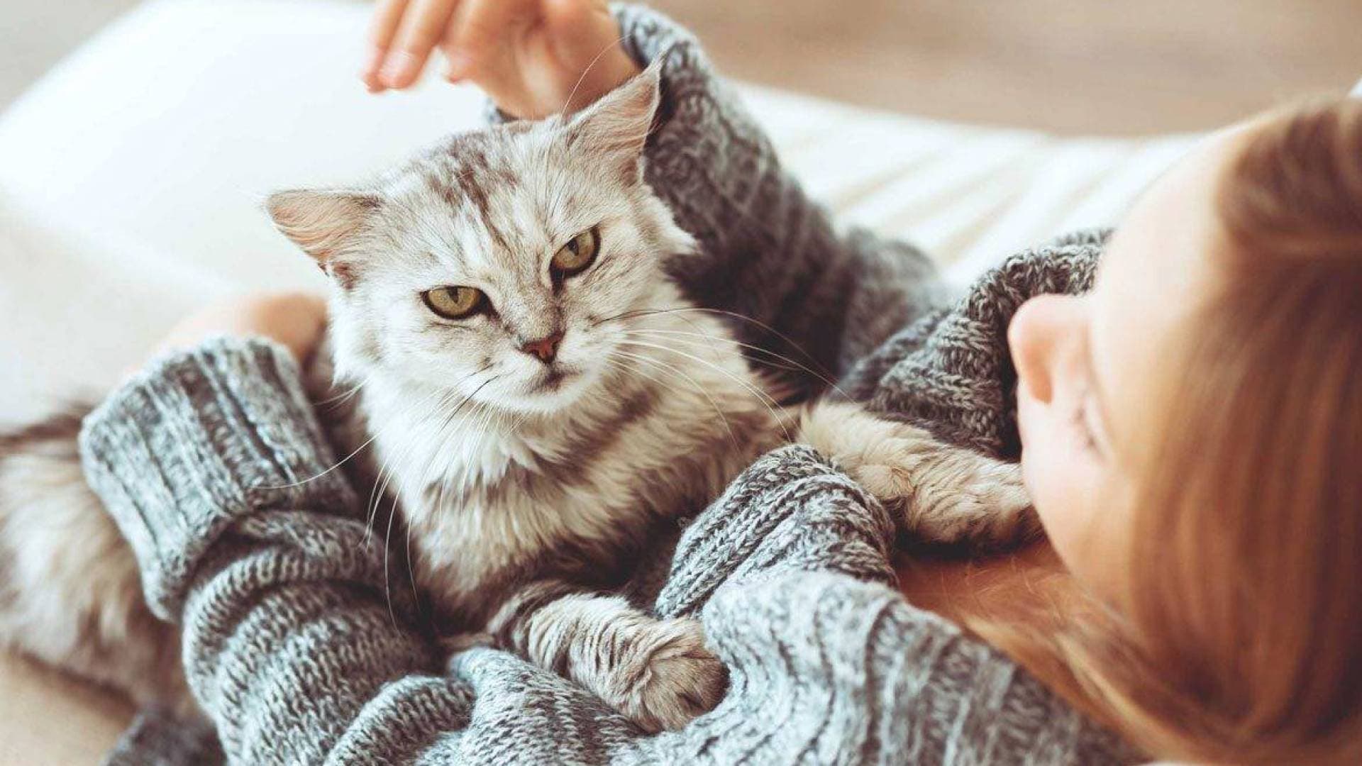 تحليل بحثي موسع : تربية القطط قد تضاعف خطر الإصابة باضطرابات شبيهة بالفصام