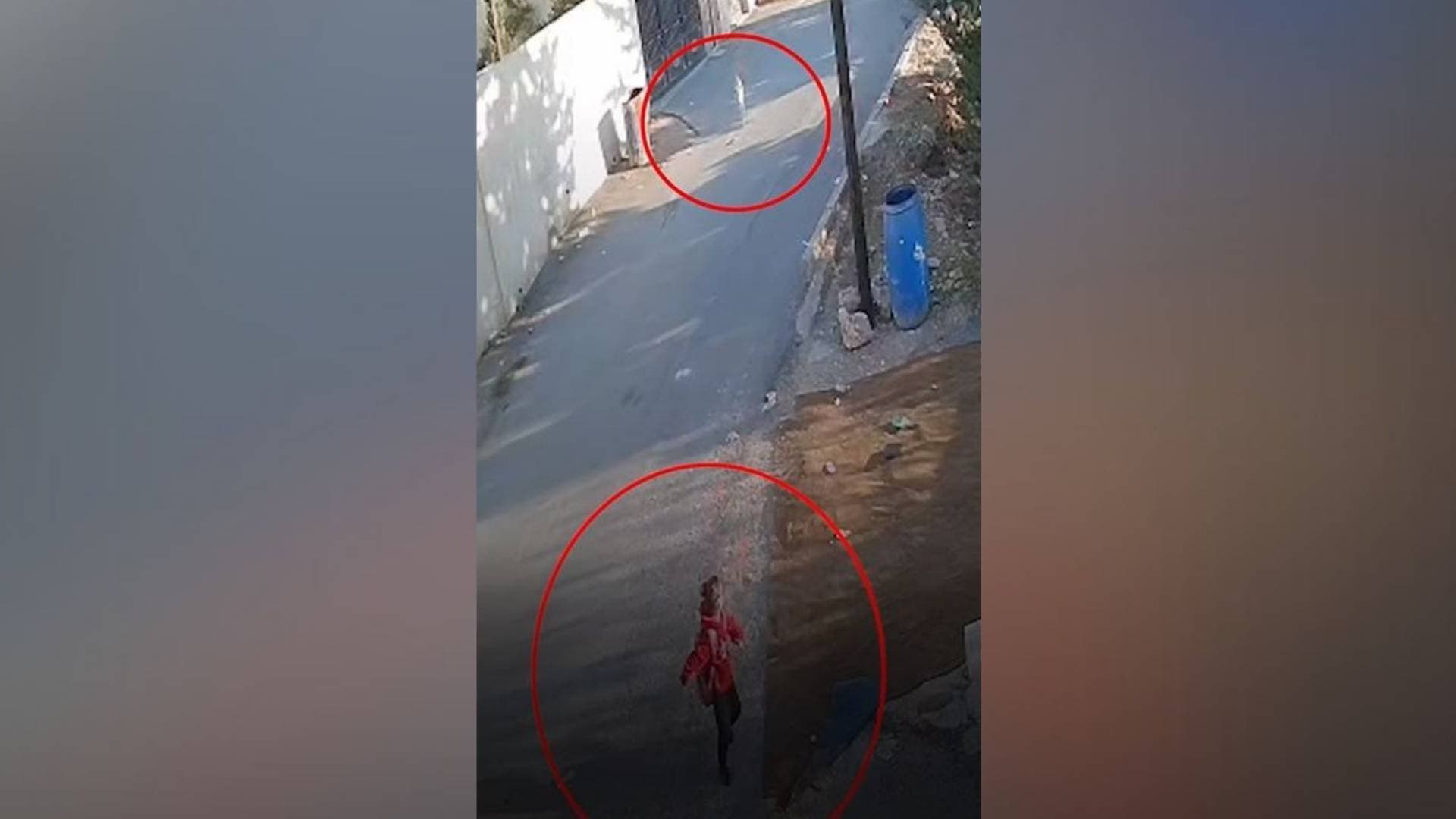 كلب ضال يطارد طفلة اثناء توجهها الى المدرسة في جرش -فيديو