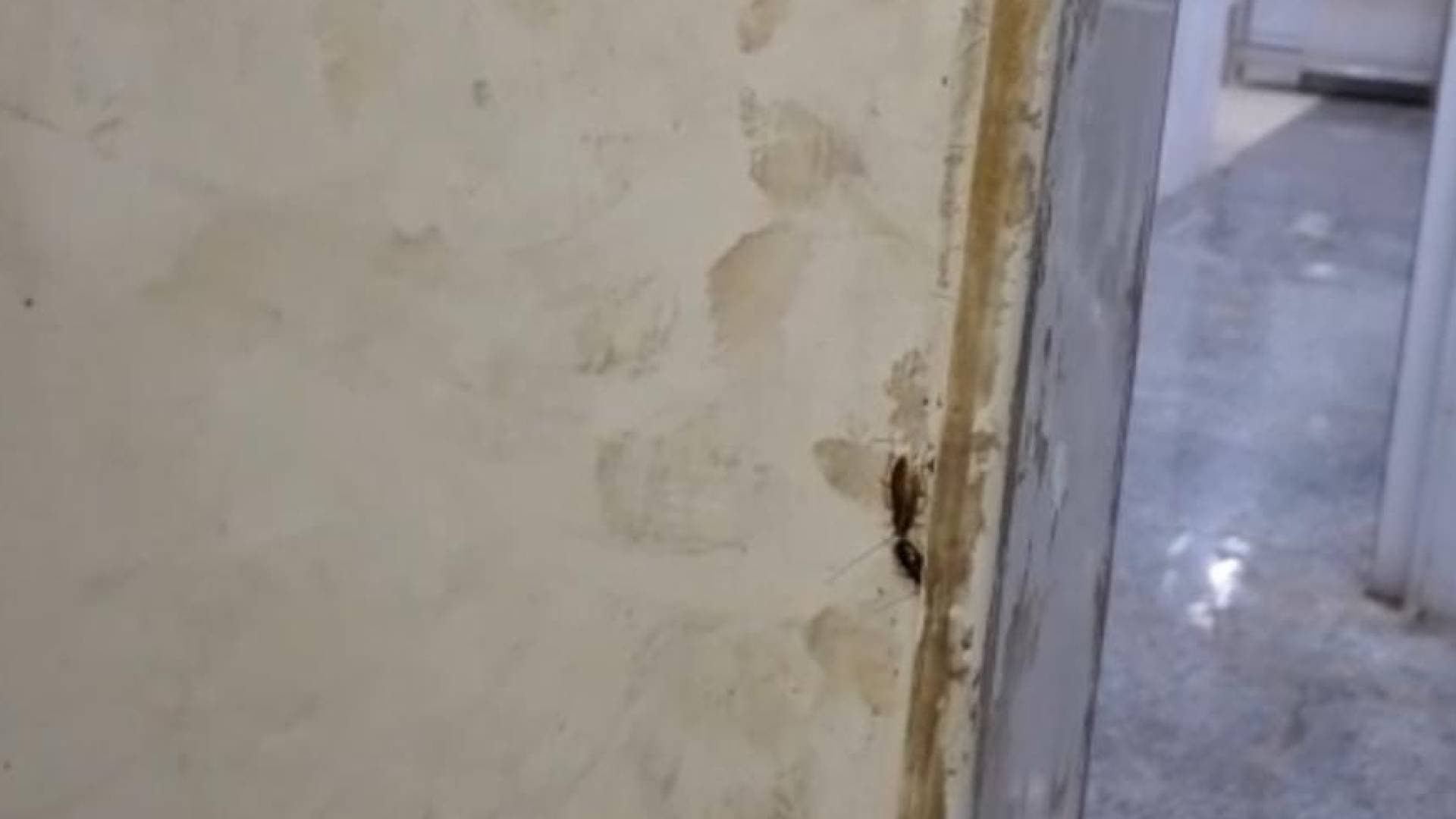 الغذاء والدواء تغلق مخبزا في أحد المولات لوجود حشرات