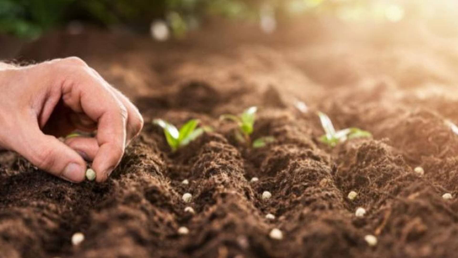 الأردن يرسخ سيادته الغذائية.. مكنز استراتيجي يكفي لـ 10 أشهر رغم عواصف الإقليم