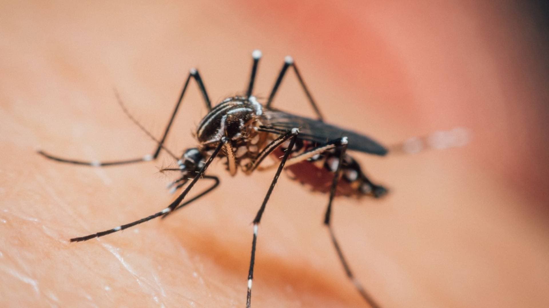 خبراء يحذرون من مخاطر البعوض صيفا ويقدمون طرقا فعالة للوقاية
