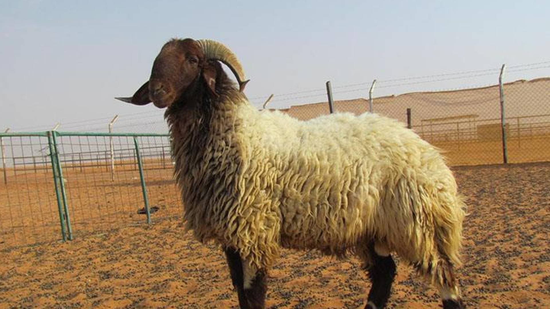 بلدية الطيبة في إربد تحدد 3 مواقع رسمية لبيع وذبح الأضاحي خلال العيد