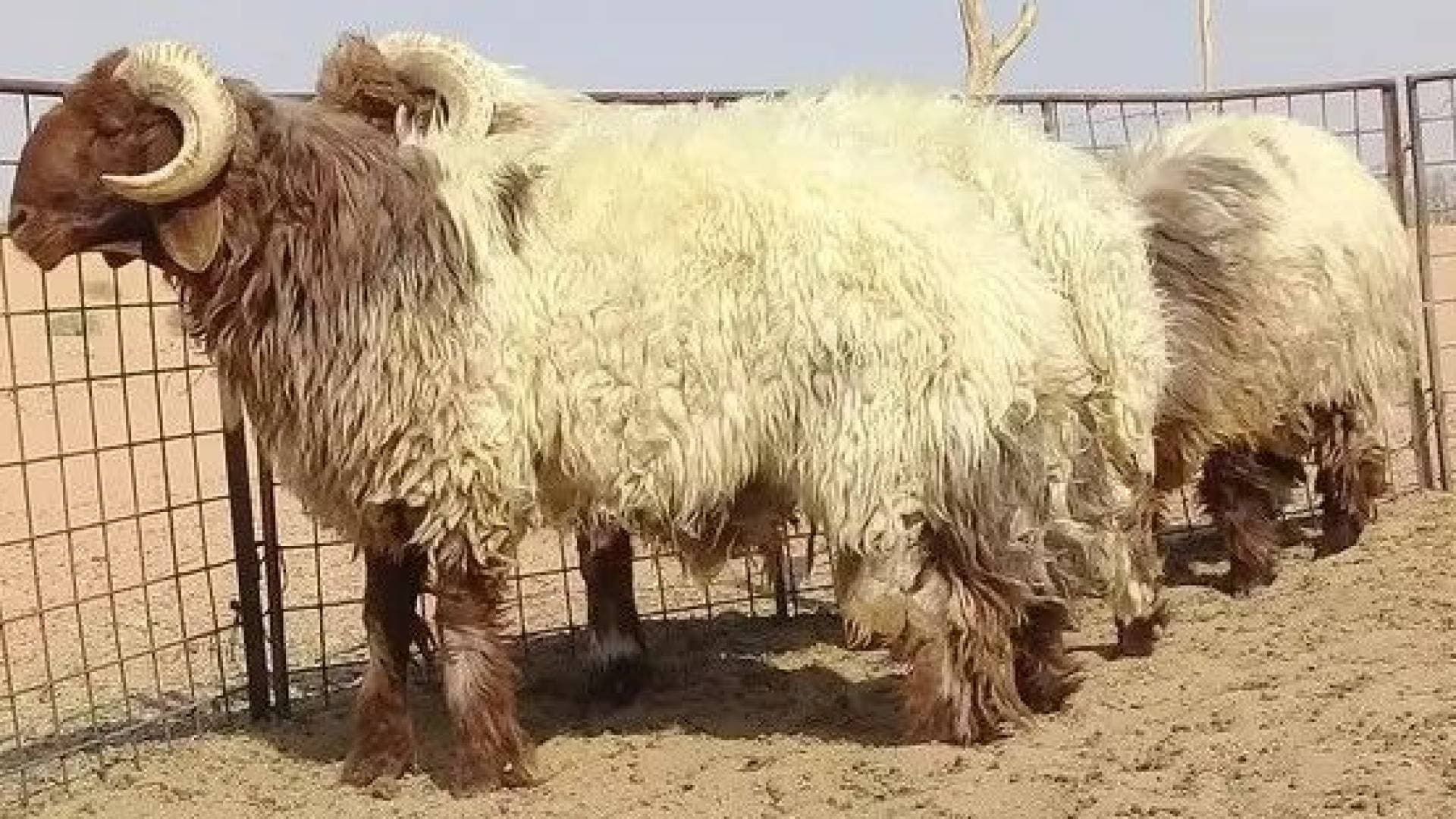 بيان مهم من أمانة عمان الكبرى بشأن تصاريح الأضاحي