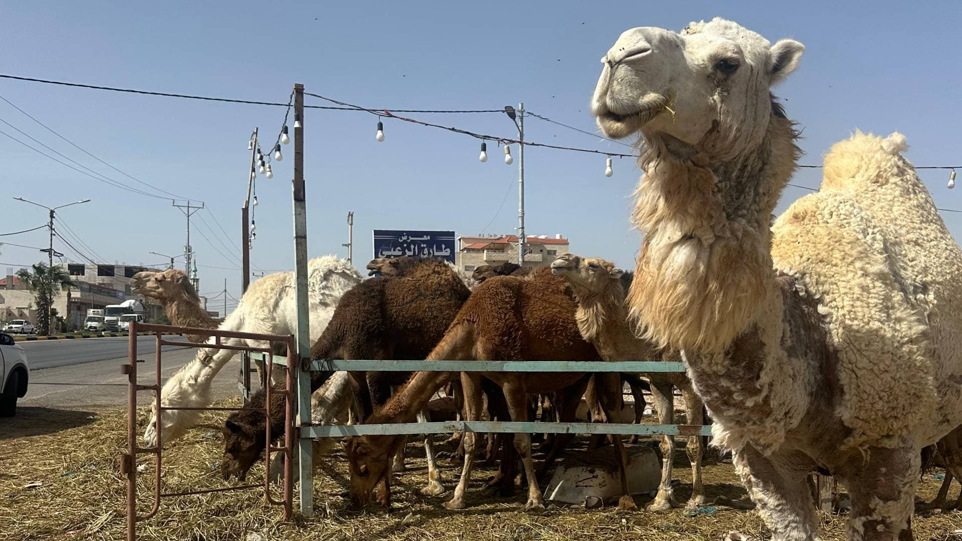 سوق الشمال الوحيد.. سر تمسك أهل الرمثا بأضاحي الجمال واحتضان "لحم الحوار" لأشهر أكلاتها الشعبية