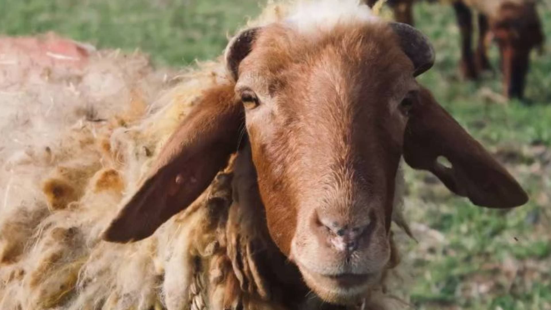 أمانة عمان: بيع 27 ألف أضحية بالمواقع المعتمدة هذا العام وتراجع المبيعات بسبب الأسعار