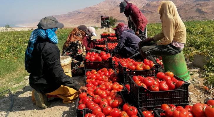 الزراعة: ارتفاع 14% في الصادرات الزراعية خلال النصف الأول من عام 2026